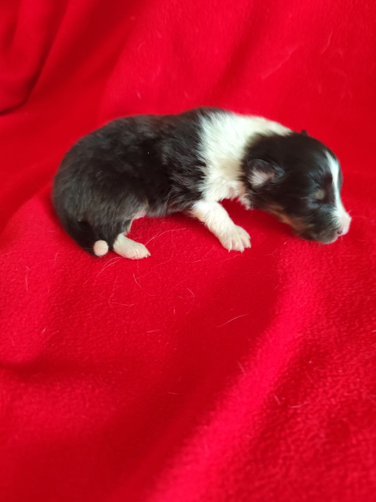 Du Mont Chauve - Chiots disponibles - Shetland Sheepdog