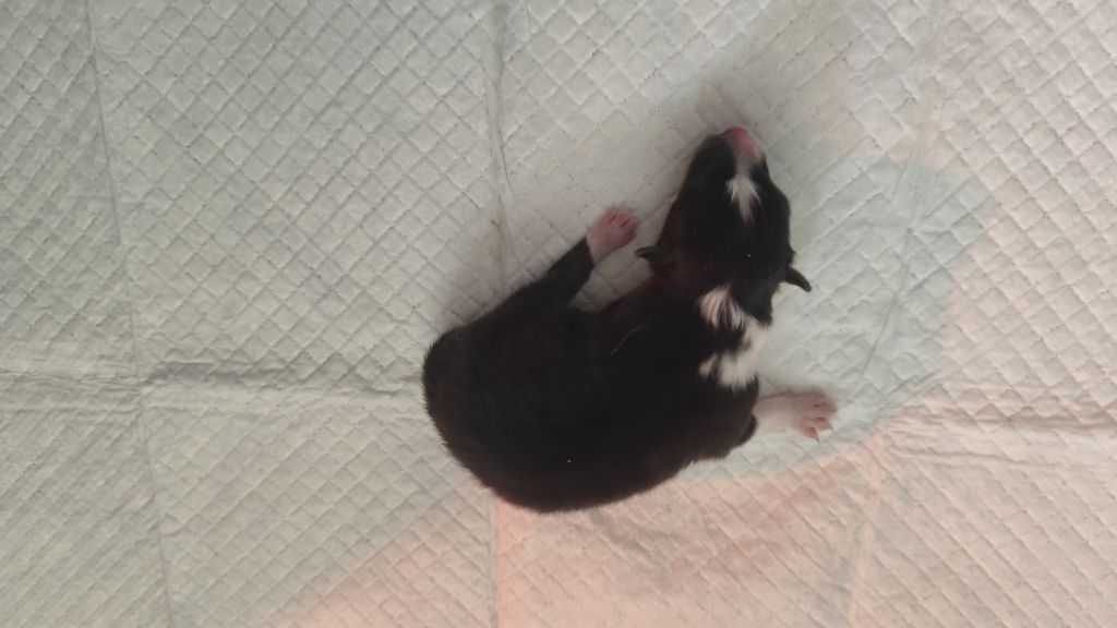 Du Mont Chauve - Chiots disponibles - Shetland Sheepdog