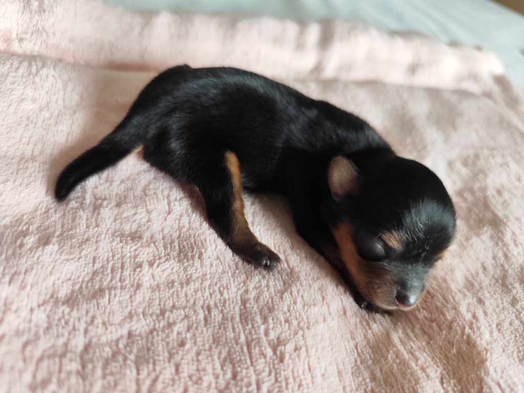 Du Mont Chauve - Chiots disponibles - Yorkshire Terrier